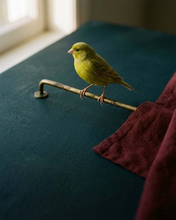 Bird cages