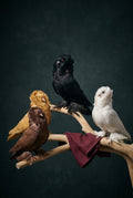 Birds & Pigeons
